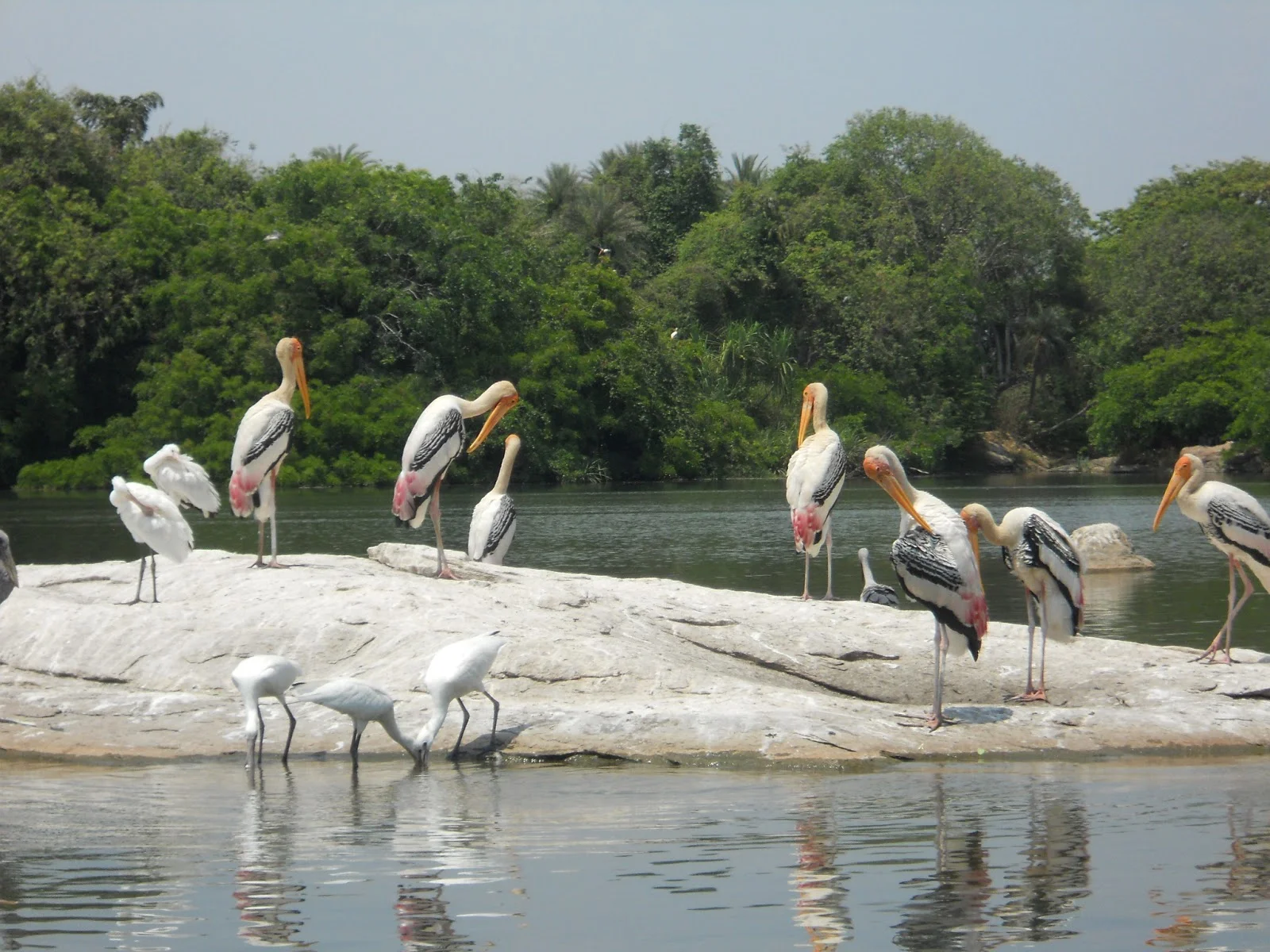 kumarakombirdwatch