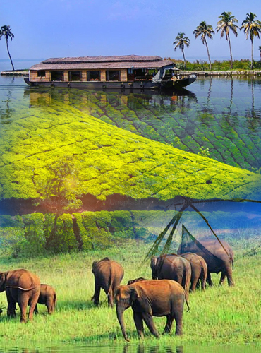thekkadyalappuzha