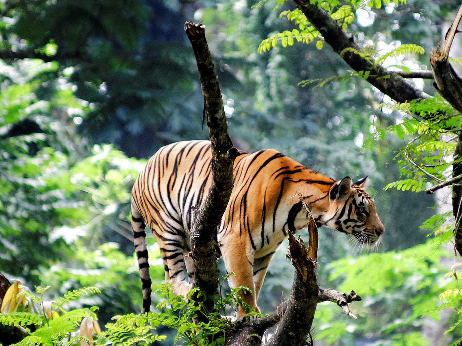 tigergallery