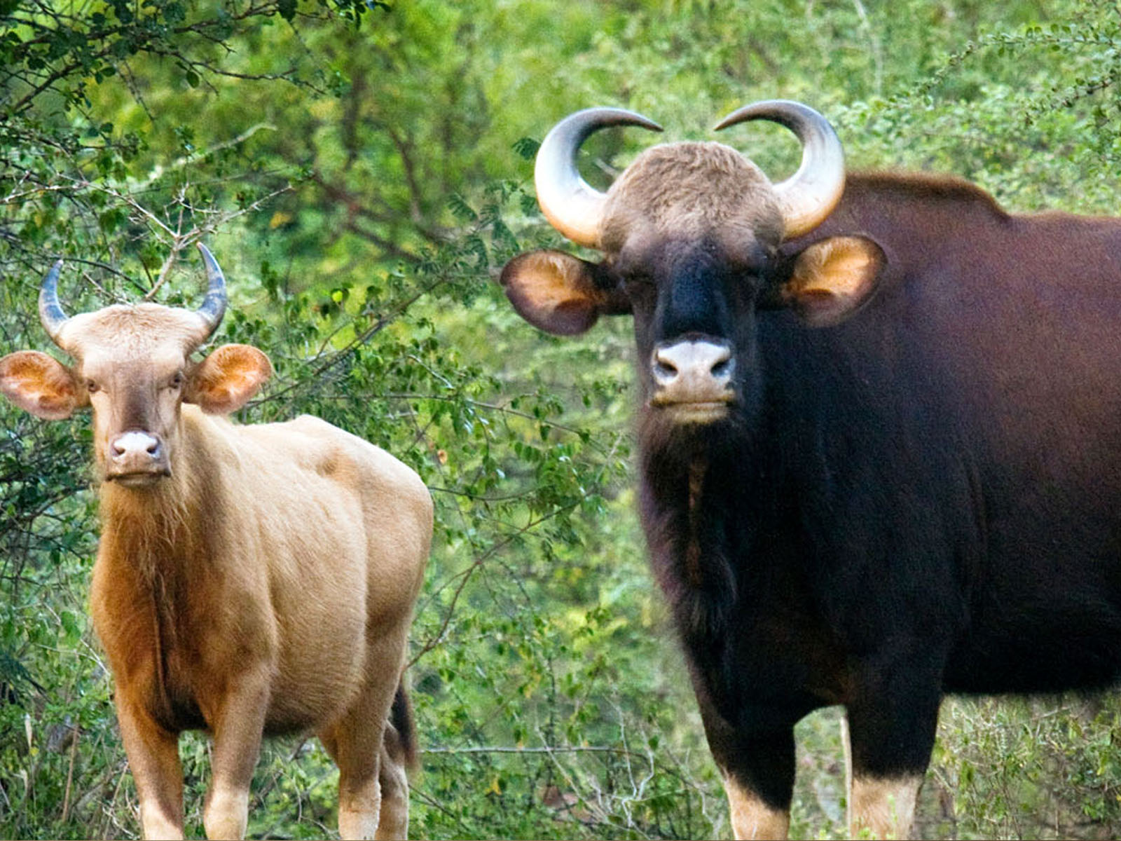 wildboar