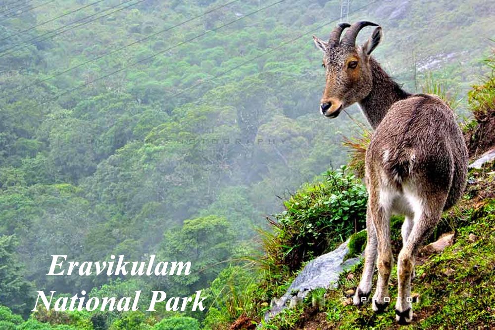 eravikulam
