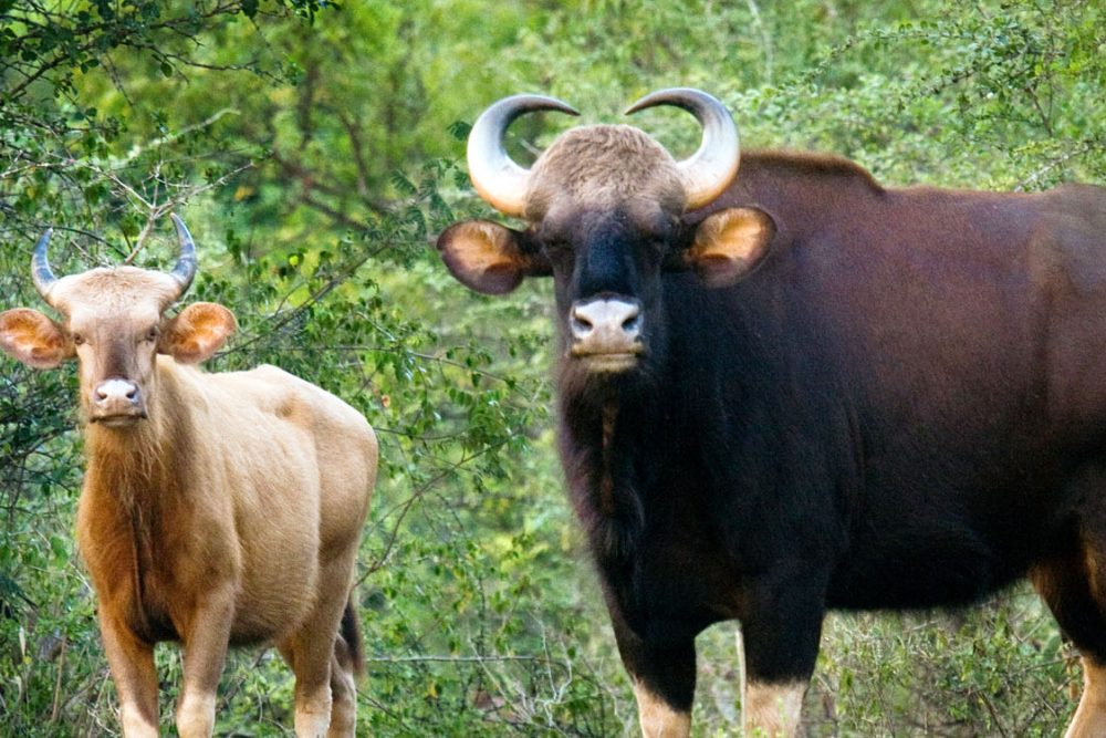 thekkadyboar