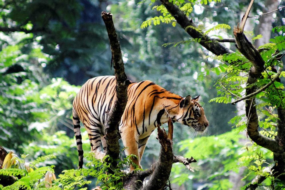 thekkady